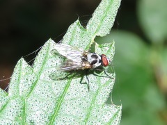 Anthomyia procellaris