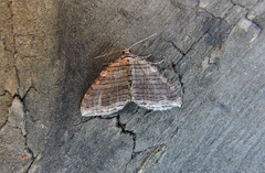 Anticlea multiferata