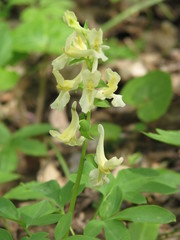 Corydalis cava marschalliana