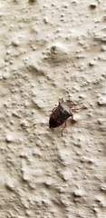 Podisus nigrispinus