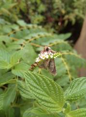 Speocropia trichroma