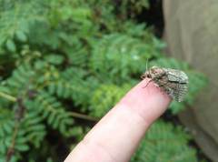 Speocropia trichroma