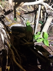 Lithobates brownorum