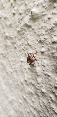 Podisus nigrispinus