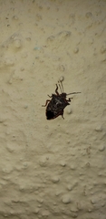 Podisus nigrispinus