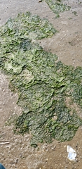 Chlorophyta