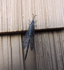 Brachynemurus