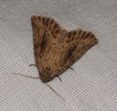 Photedes panatela