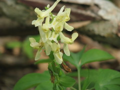 Corydalis cava marschalliana