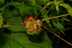 Ampelomyia vitiscoryloides