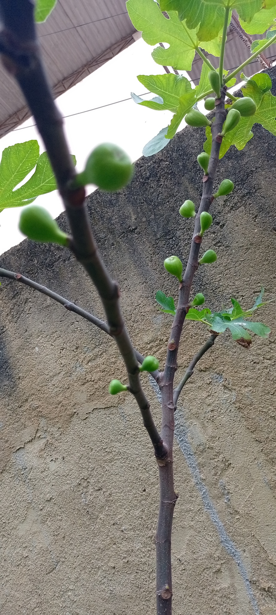 Ficus carica