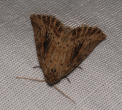 Photedes panatela