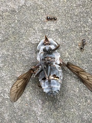 Tabanus superjumentarius