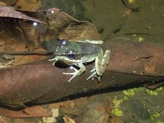 Lithobates juliani
