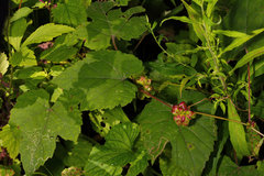 Ampelomyia vitiscoryloides