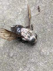 Tabanus superjumentarius