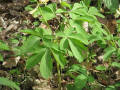 Corydalis cava marschalliana