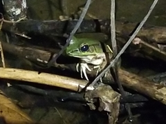 Lithobates vaillanti