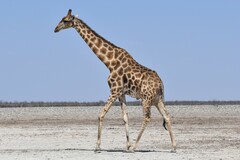 Southern Giraffe photo 2