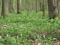 Corydalis cava marschalliana