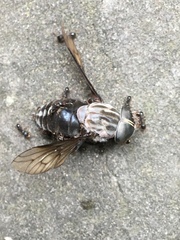 Tabanus superjumentarius