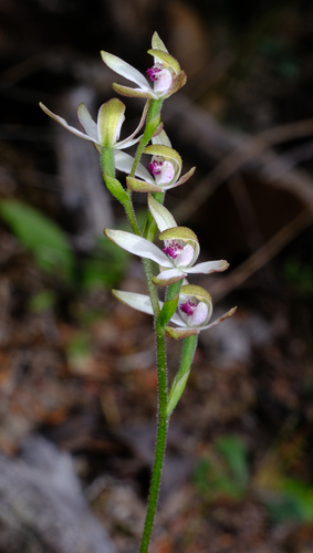 Image of Caladenia cucullata by (c) Peter Crowcroft, some rights reserved (CC BY)