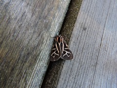 Apantesis williamsii