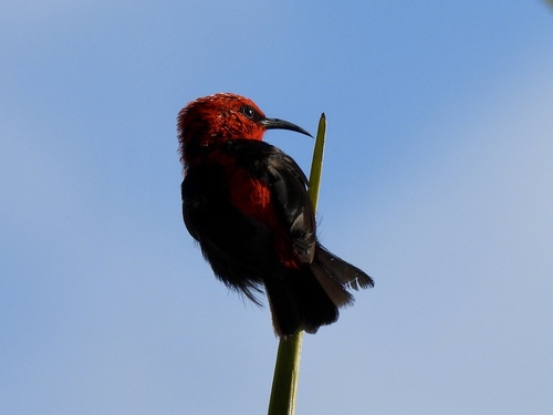 Samoan Myzomela (Myzomela nigriventris), photo 4
