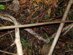 Lithobates brownorum