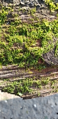 Chlorophyta