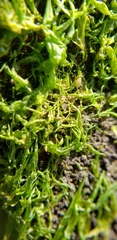 Chlorophyta