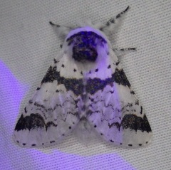 Furcula scolopendrina