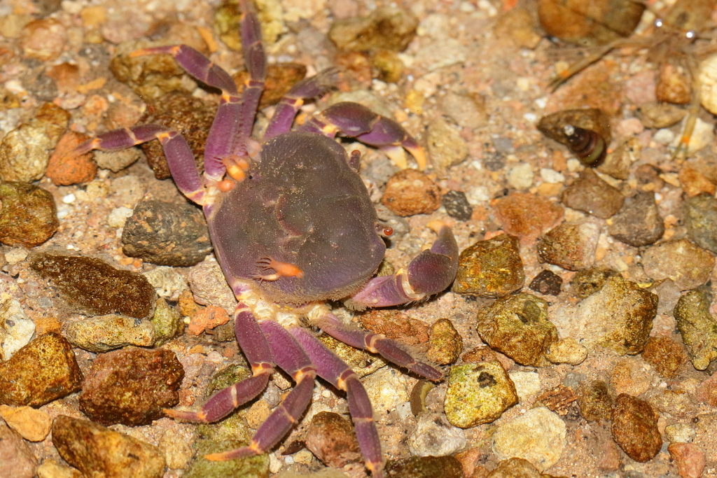 Geothelphusa miyazakii