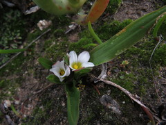 Moraea albiflora