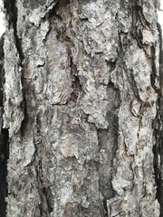 Betula nigra