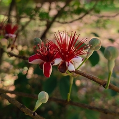 Feijoa sellowiana