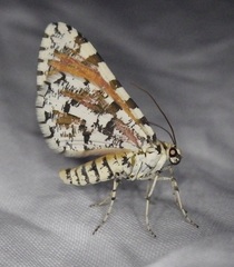 Stamnodes tessellata