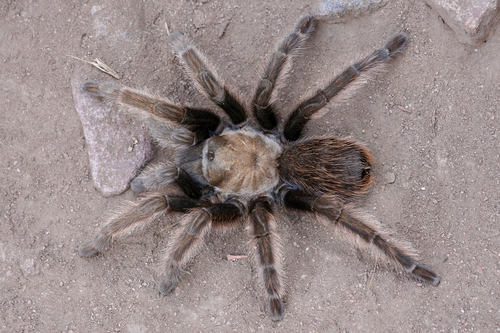 California Ebony Tarantula