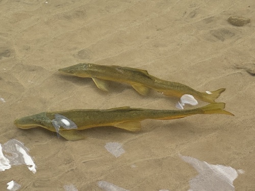 Breedvin-zuigkarper (Catostomus latipinnis) — Catostomidae — 5