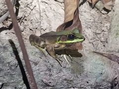 Lithobates vaillanti