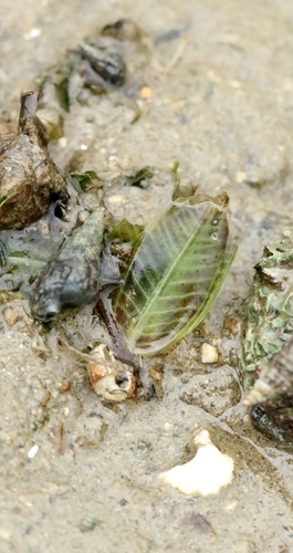 Image of Halophila ovalis by no rights reserved