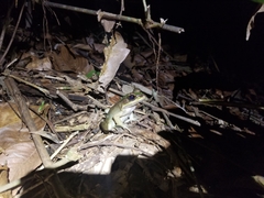 Lithobates vaillanti