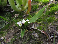 Moraea albiflora