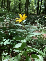 Helianthus eggertii