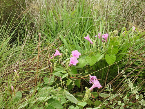 Image of Ipomoea setifera by (c) Cecilia Fer Díaz, some rights reserved (CC BY)