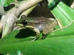 Lithobates vaillanti