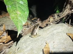 Lithobates juliani
