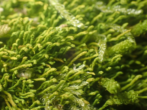 Haplohymenium pseudotriste observed 2024-10-12