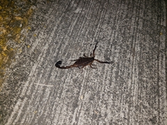 Centruroides limbatus