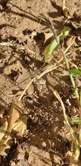 Argentagrion ambiguum
